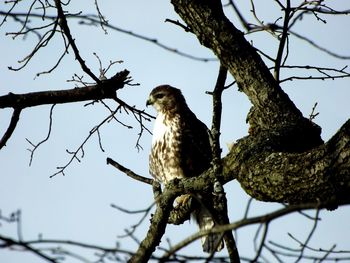 Low angle view of birds perching on branch