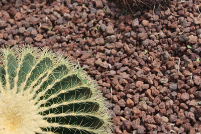 High angle view of succulent plant