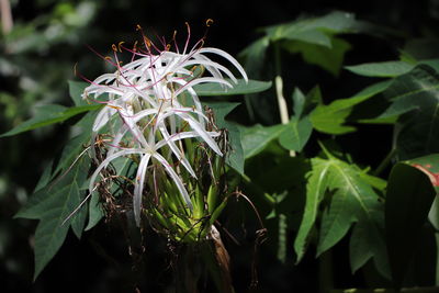 Close-up of flowering plant