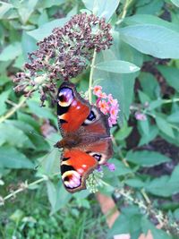 Close-up of butterfly on flower