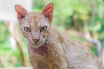 Close-up of cat