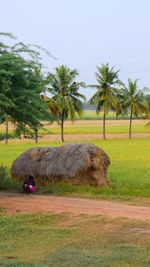 Scenic view of palm trees on field against sky