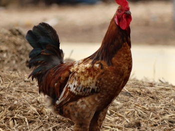 Close-up of rooster on field