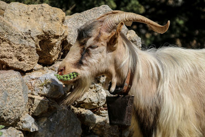 Full length of a goat on rock