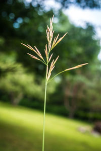 Close-up of leaves