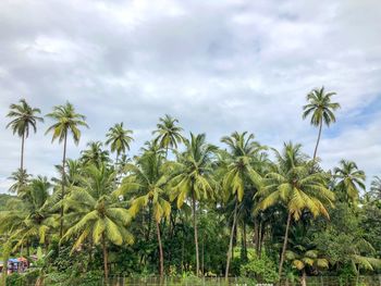 Coconut palm trees on field against sky