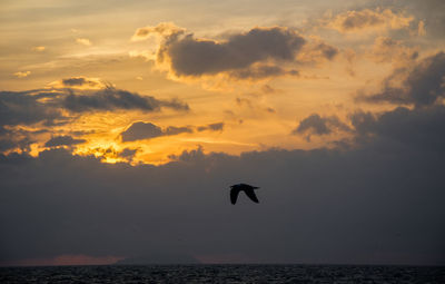 Silhouette birds flying over sea against sunset sky