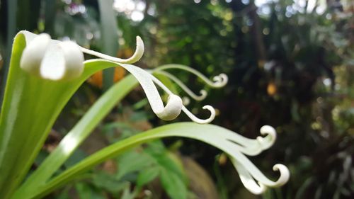 Close-up of white flower blooming outdoors