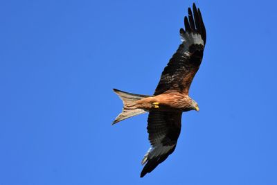 Low angle view of red kite flying against clear blue sky