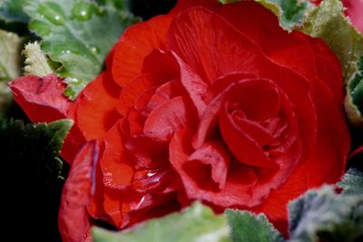 Close-up of red rose