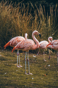 Flamingos standing on land