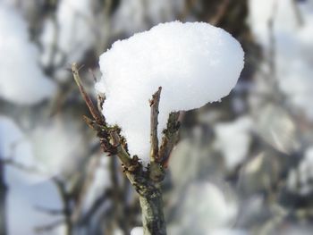 Close-up of frozen tree during winter