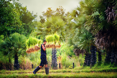 Side view of man carrying crops against trees in farm