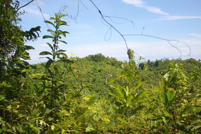 View of plants on land against sky