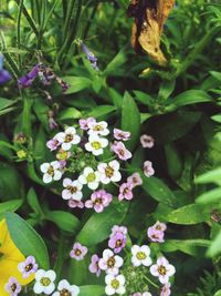 Close-up of flowers and plants