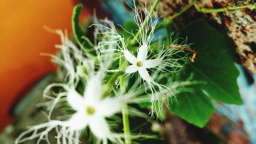 Close-up of white flowering plant