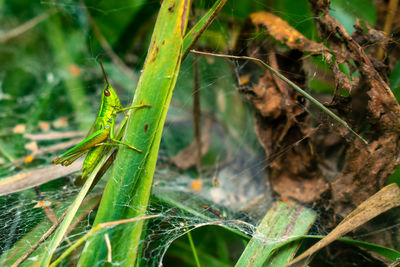 Close-up of insect on plant