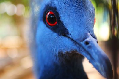 Close-up of a bird looking away