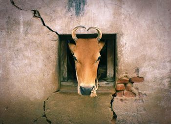 Cow peeking through window of old house