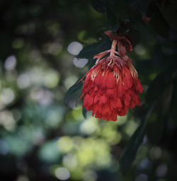 Close-up of red rose flower