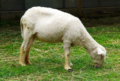 Selective focus of sheep grazing with herd in corral at farm