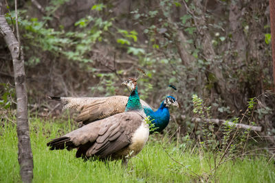 View of a bird on field