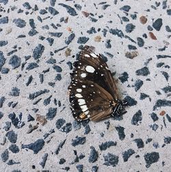 High angle view of butterfly on the ground