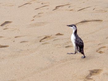 High angle view of bird on sand