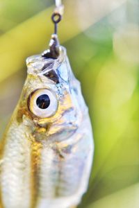 Close-up of fish hanging to bait