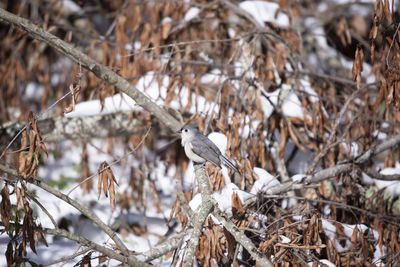 Birds perching on branch