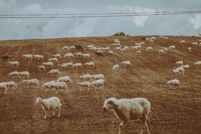 Sheep grazing on field against sky