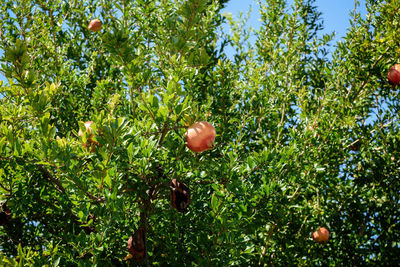 Close-up of fruits on tree