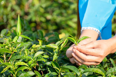 Close up shot of hands of farmer girl holding the freshly picked tea leaf from her own plantation.