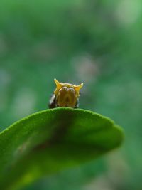 Close-up of green insect on leaf