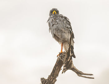 bird