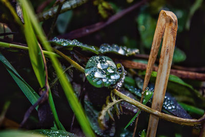 Close-up of raindrops on grass