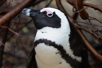 Penguin colony - boulder's beach - south africa