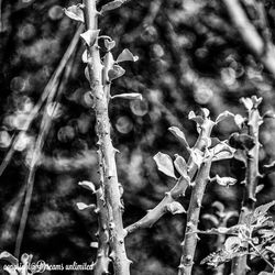 Close-up of frozen plant