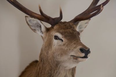 Close-up of deer