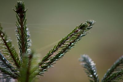 Close-up of caterpillar on plant