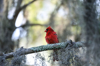 Bird perching on a branch