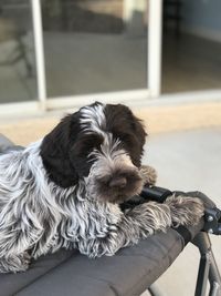 Close-up portrait of dog relaxing outdoors