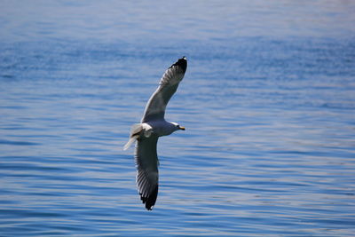 Swan flying over water