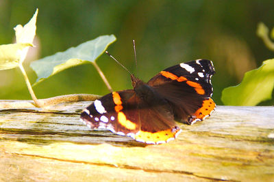 Close-up of butterfly perching on leaf