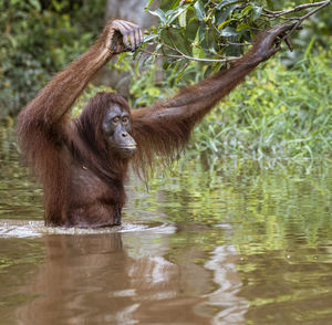 Close-up of monkey in lake