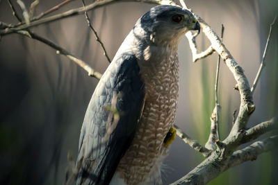 Close-up of bird perching on branch