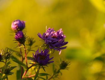 Close-up of purple flowering plant