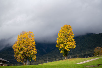 Yellow autumn trees against sky