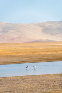 High angle view of flamingos in river against landscape