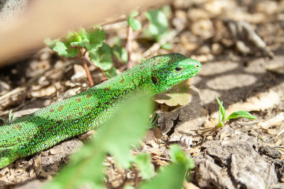 Close-up of green lizard on land